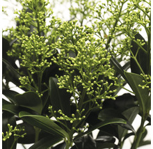 Prim-plan cu o Skimmia cu frunze și boboci de flori.