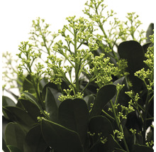 Prim-plan cu o skimmia cu boboci de flori și frunze