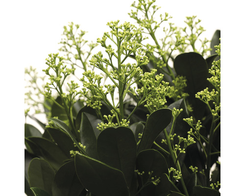 Prim-plan cu o skimmia cu boboci de flori și frunze