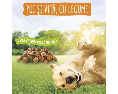 Hrană pentru câini cu pui, vită și legume, fără coloranți artificiali, cu câine jucându-se pe o pajiște