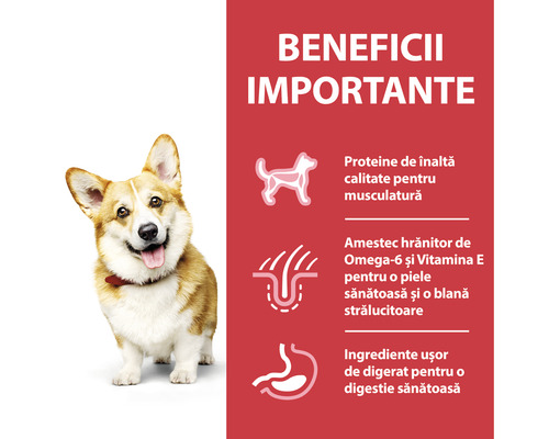 Un câine lângă informații despre beneficiile hranei pentru câini