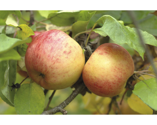 Bio Pom fructifer măr FloraSelf Bio Malus domestica 'Topaz' H 60-80 cm Co 5 L Două mere în pom