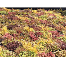 Prim-plan cu plantare de Sedum pe un acoperiș.