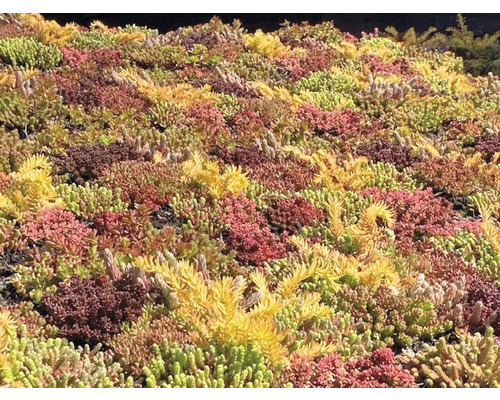 Prim-plan cu plantare de Sedum pe un acoperiș.