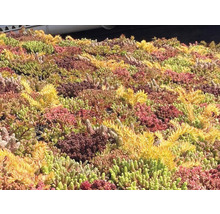 Prim-plan cu o grădină extensivă pe acoperiș cu diferite tipuri de Sedum