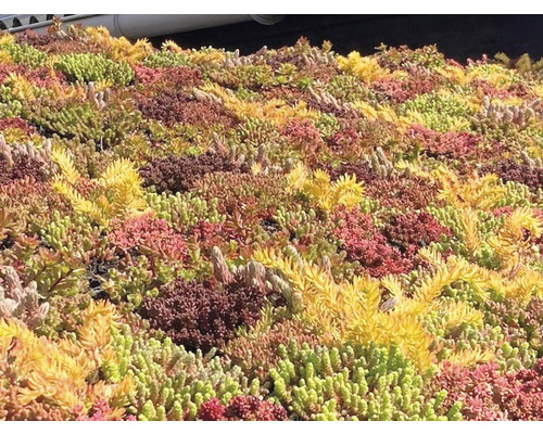 Prim-plan cu o grădină extensivă pe acoperiș cu diferite tipuri de Sedum