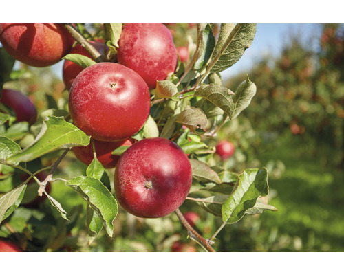 Bio Pom fructifer măr FloraSelf Bio Malus domestica 'Florina' H 60-80 cm Co 5 L Mere coapte în pomul de mere
