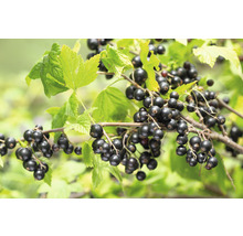 Coacăze negre pe o ramură cu frunze