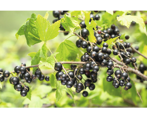 Coacăze negre pe o ramură cu frunze
