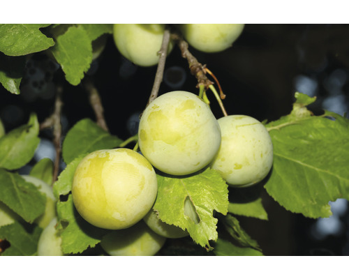 Bio Pom fructifer prun autofertil FloraSelf Bio Prunus 'Oullins Reneklode' H 60-80 cm Co 5 L