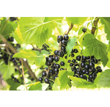 Coacăze negre pe arbust cu frunze verzi