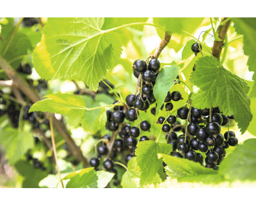 Coacăze negre pe arbust cu frunze verzi