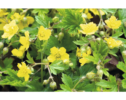 Planta de cinci degete aurie înflorită cu frunze verzi