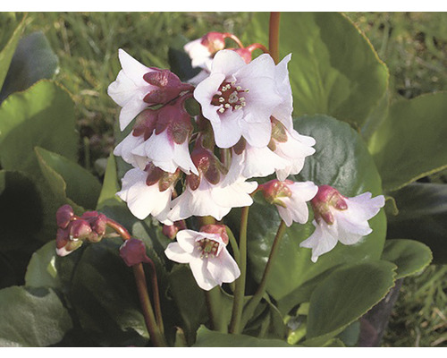 Floare de bergenie în detaliu