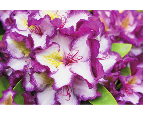 Prim-plan cu flori de rododendron