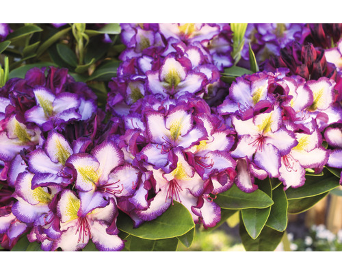 Prim-plan cu o floare de rododendron cu petale violet și albe