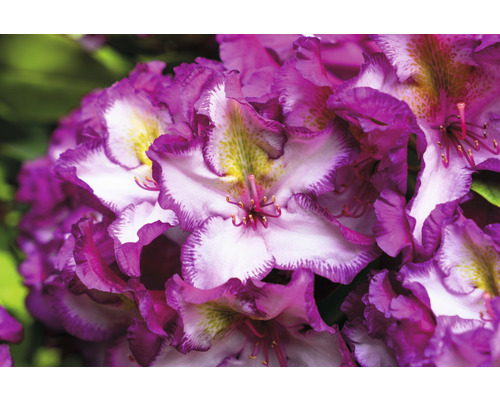 Prim-plan cu o floare de rododendron