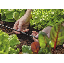 Sistemul de irigare a grădinii este așezat între plantele de salată