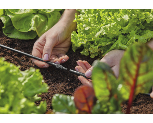 Sistemul de irigare a grădinii este așezat între plantele de salată