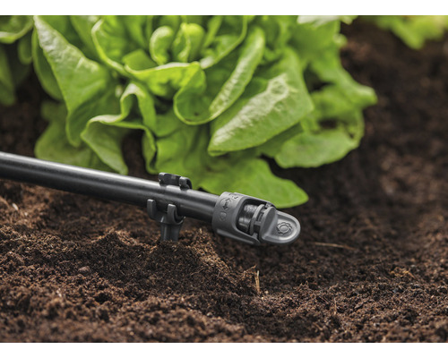 Sistem de irigare cu tub de picurare și plantă de salată în solul grădinii