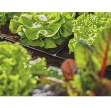 Sistem de irigare între plantele de salată din grădină