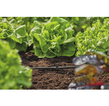 Grădină de legume cu salată și sistem de irigare