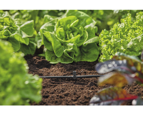 Grădină de legume cu salată și sistem de irigare