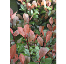 Gard viu Photinia Fraseri Red Robin
