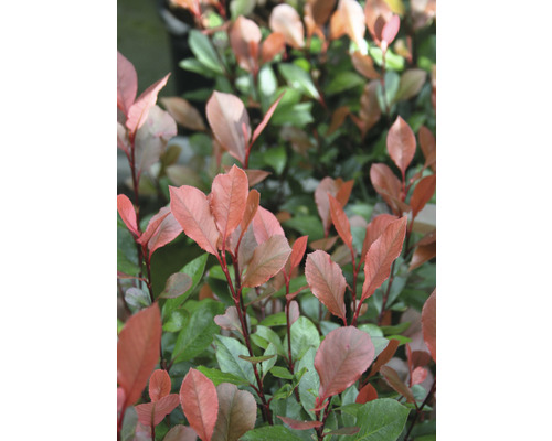 Gard viu Photinia Fraseri Red Robin