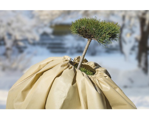 Plantă cu husă de protecție de iarnă