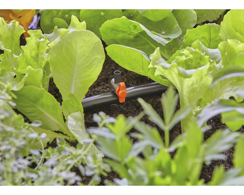 Prim-plan cu un sistem de irigare printre plantele de salată dintr-o grădină.