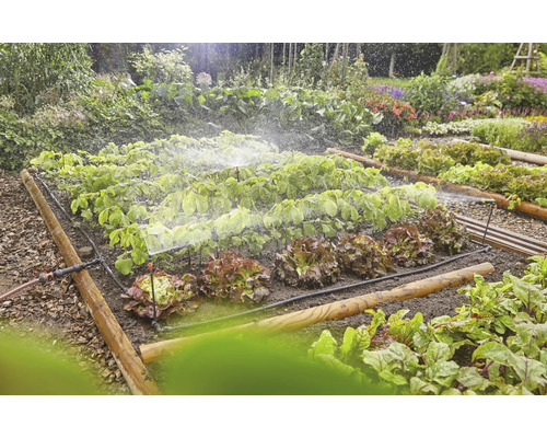 Sistem de irigare într-o grădină de legume cu salată și alte plante.