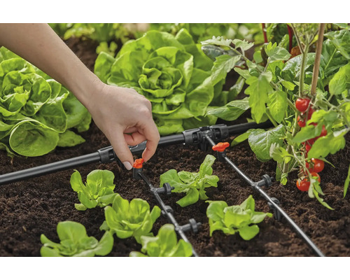 Sistem de irigare a grădinii cu furtun de picurare și legume în grădină