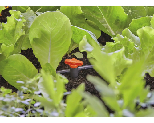 Sistem de irigare cu plante de salată în grădina de legume