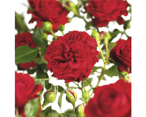Trandafir FloraSelf Rosa 'Grand Award' Co 3 L roșu