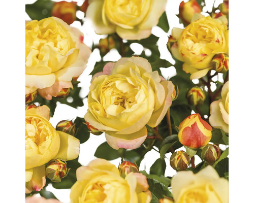Trandafir FloraSelf Rosa 'Lampion' Co 3 L galben