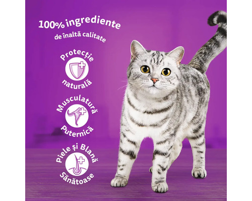 Pisică cu text despre ingredientele pentru hrana pisicilor