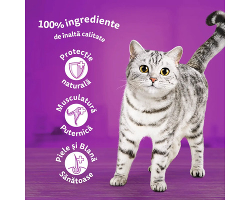 Pisică gri cu indicații despre ingrediente și beneficiile hranei pentru pisici