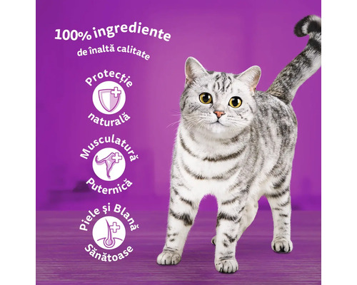 O pisică tigrată stă pe un fundal violet.