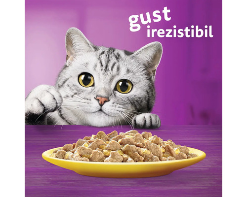 Pisică se uită la un castron cu mâncare pentru pisici.