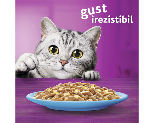 Pisică uitându-se la un bol cu mâncare pentru pisici