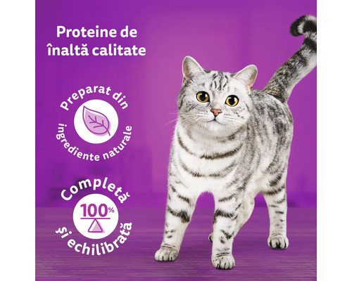 Pisică gri argintie pe o imagine pentru publicitate la hrană pentru pisici