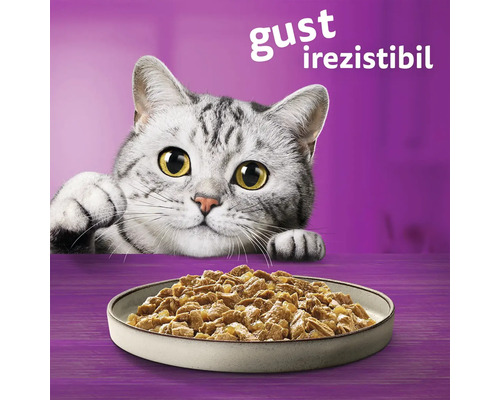 Pisică se uită la un castron cu mâncare pentru pisici