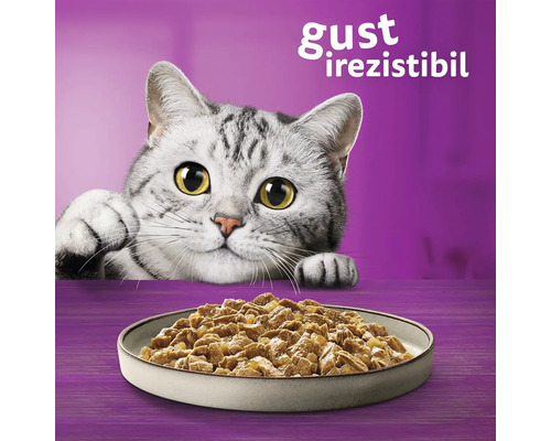 O pisică se uită la un castron cu mâncare pentru pisici.