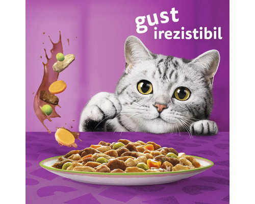 Pisică se uită la un castron cu mâncare pentru animale.