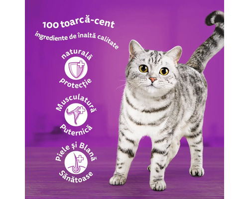 Pisică cu informații despre produs pentru hrana pentru pisici