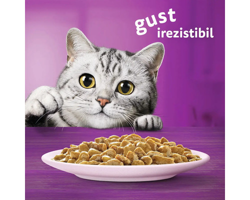 Pisică cu bol de hrană umedă