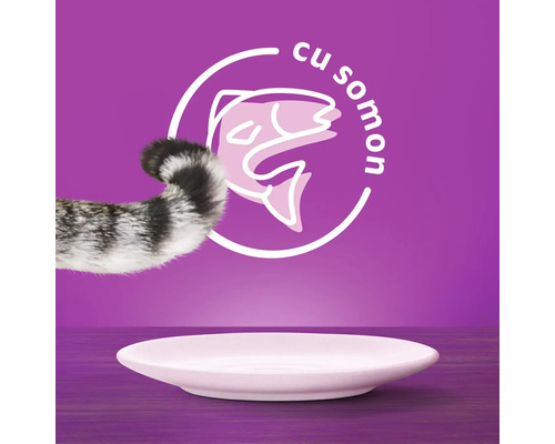 Mâncare pentru pisici cu somon și coadă de pisică în fața unei farfurii goale