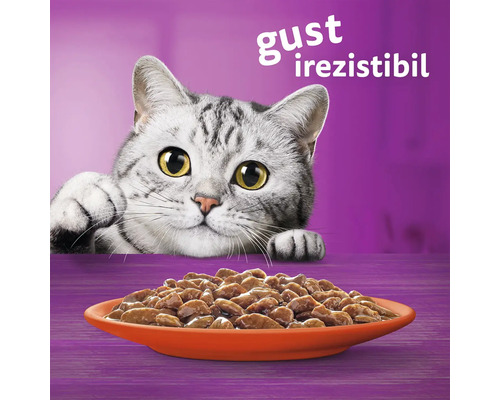 Pisică se uită la un castron cu mâncare