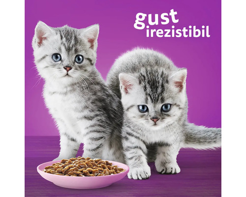 Doi pisoi gri în fața unui castron cu mâncare pentru pisici.